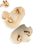 Грибы